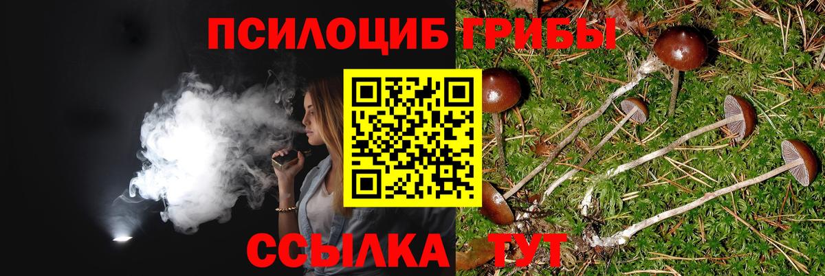 Галлюциногенные грибы мицелий  Псилоцибиновые грибы Psilocybine cubensis  Новокуйбышевск  Вход с VPN 